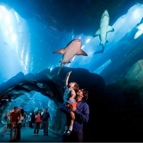 Dreamdays Dubai Aquarium and Underwater Zoo