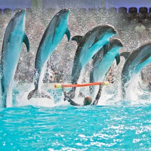 Dreamdays Dolphinarium and Seal Show