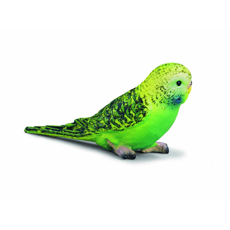 BUDGY GREEN