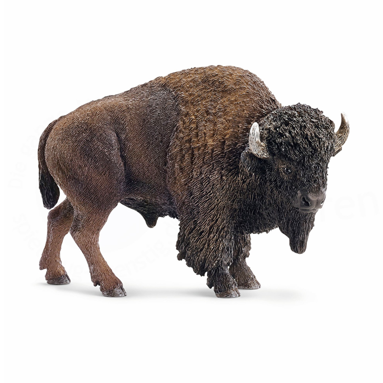 AMERICAN BISON