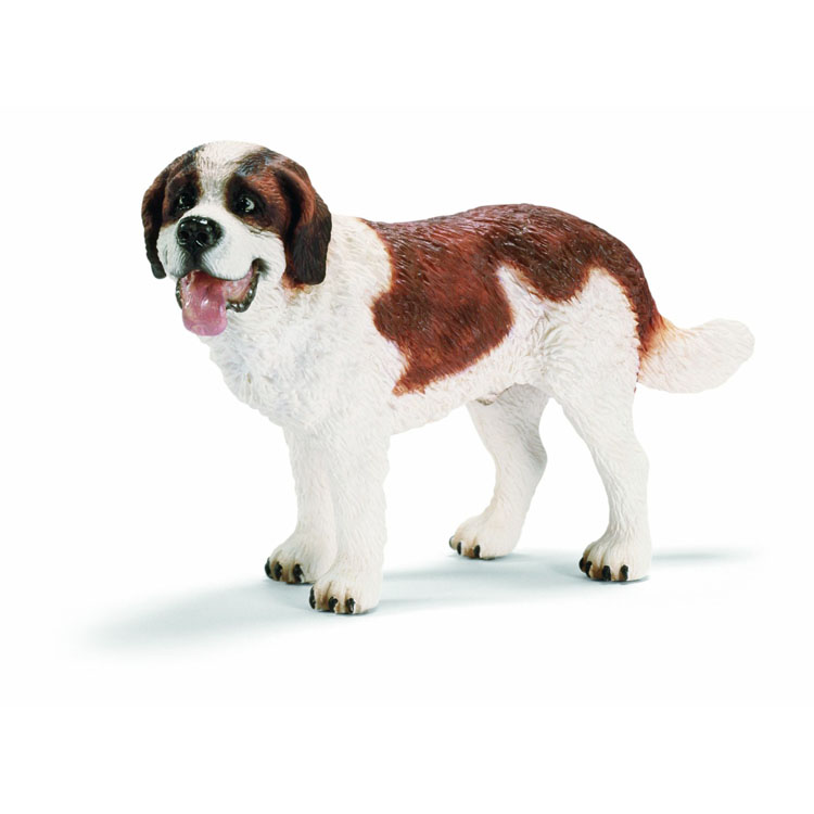 ST. BERNARD MALE