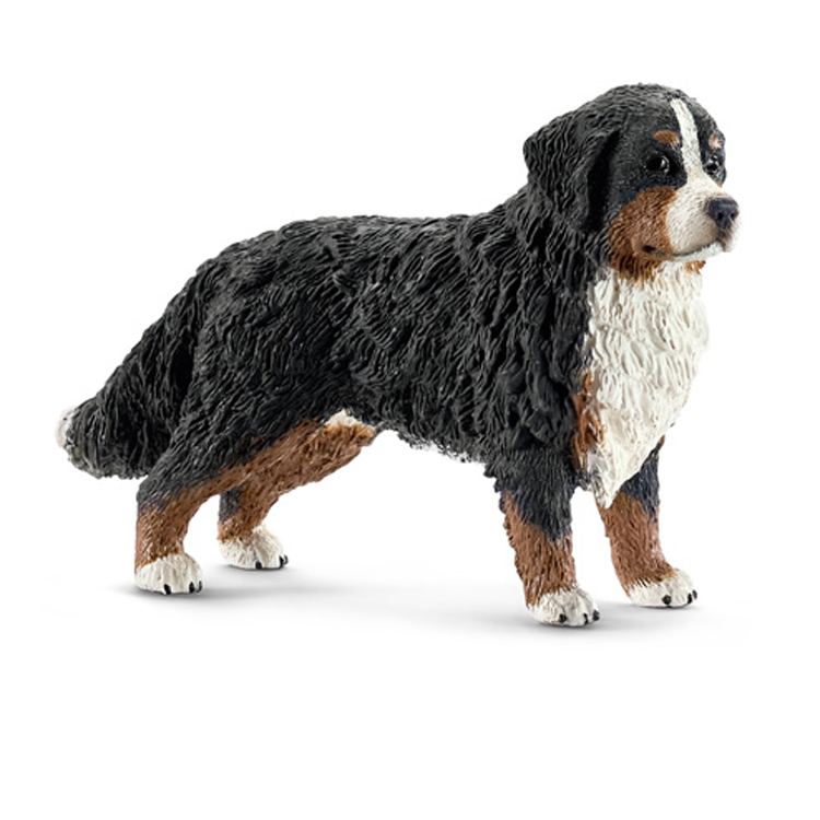 BERNESE MOUNTAIN DOG, FEMALE